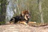 CHIEN FINNOIS DE LAPONIE 295